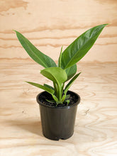 Load image into Gallery viewer, Philodendron Imperial Green
