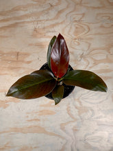 Load image into Gallery viewer, Philodendron Imperial Red
