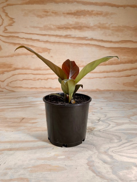 philodendron imperial red nz Philodendron Imperial Red – Live Décor