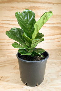 Fiddle-leaf Fig - Ficus lyrata