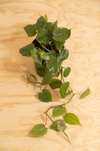 Heart-Leaf - Philodendron cordatum