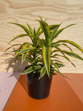 Load image into Gallery viewer, Lemon Lime - Dracaena fragrans
