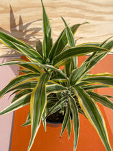 Load image into Gallery viewer, Lemon Lime - Dracaena fragrans
