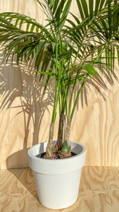 Tropical Collection Hire