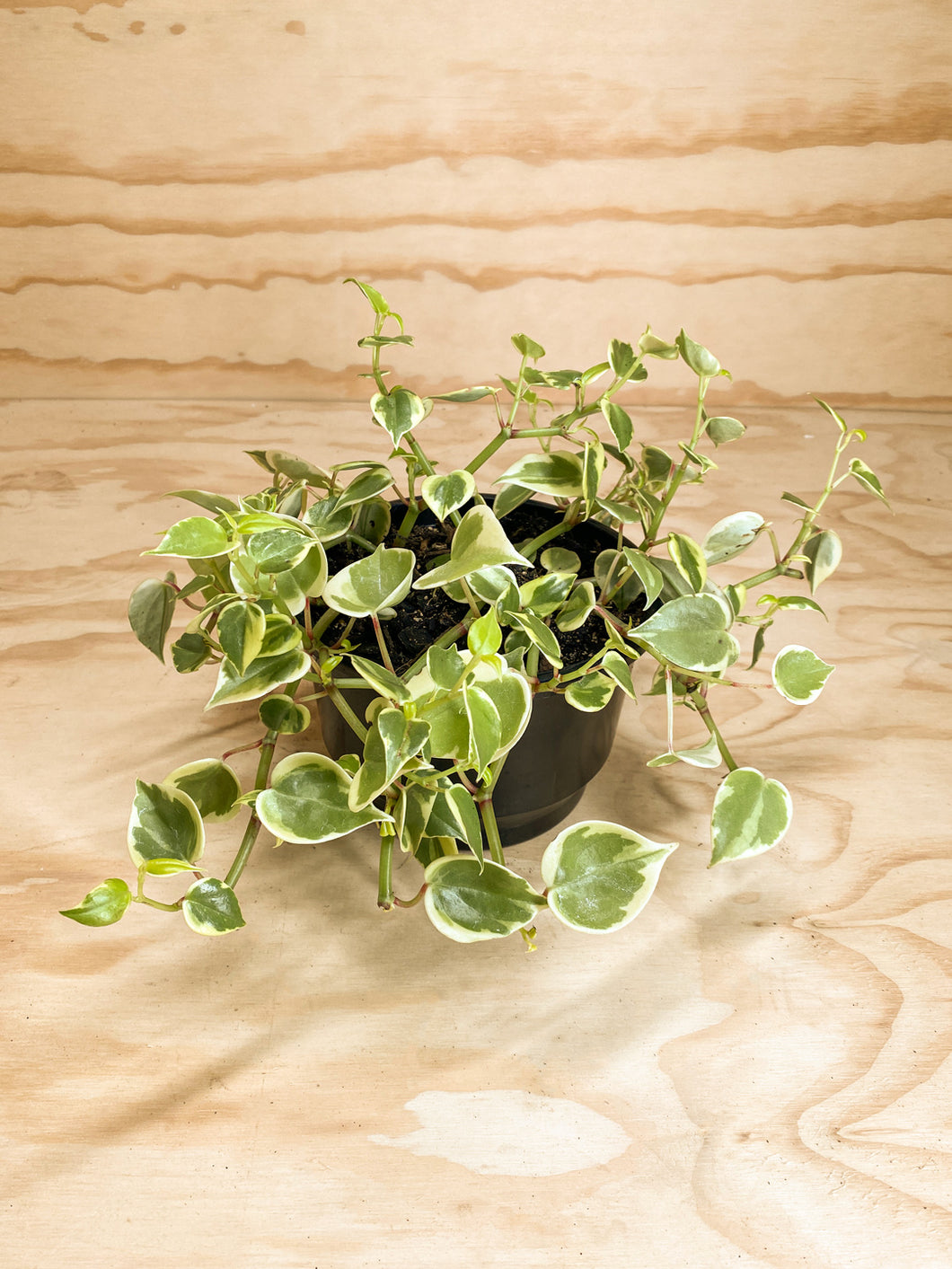 Peperomia scandens varigata