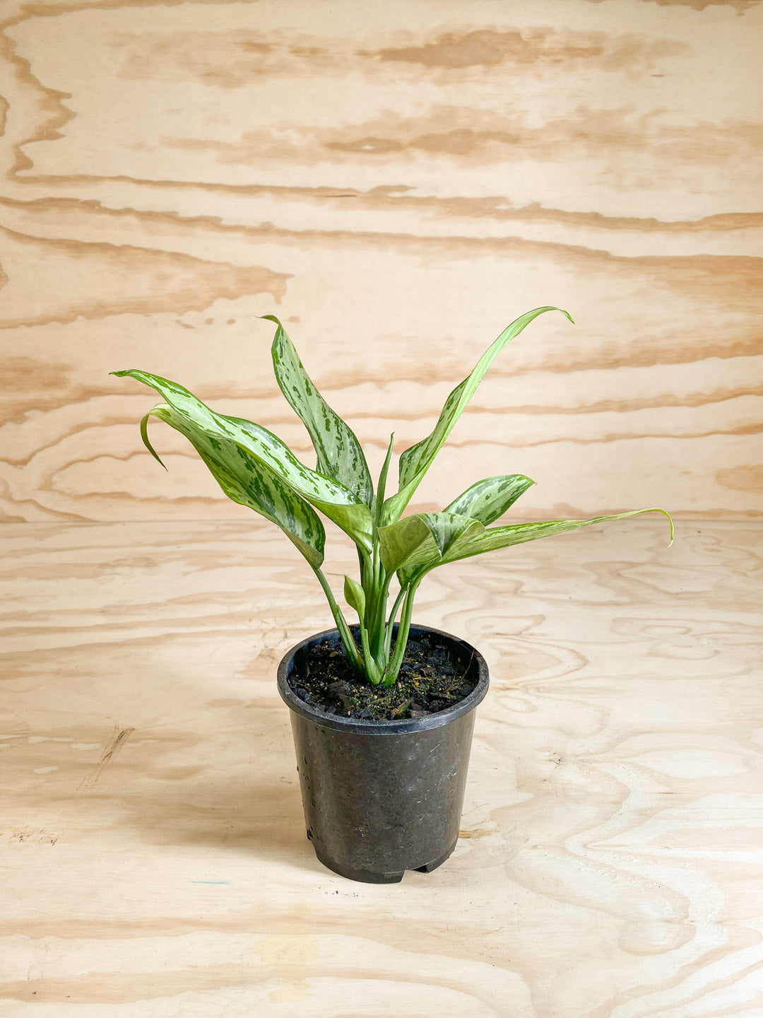 aglaonema nitidum silver bay Aglaonema nitidum