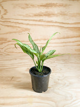 Load image into Gallery viewer, Aglaonema nitidum - SIlver Bay
