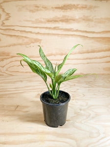 Aglaonema nitidum - SIlver Bay