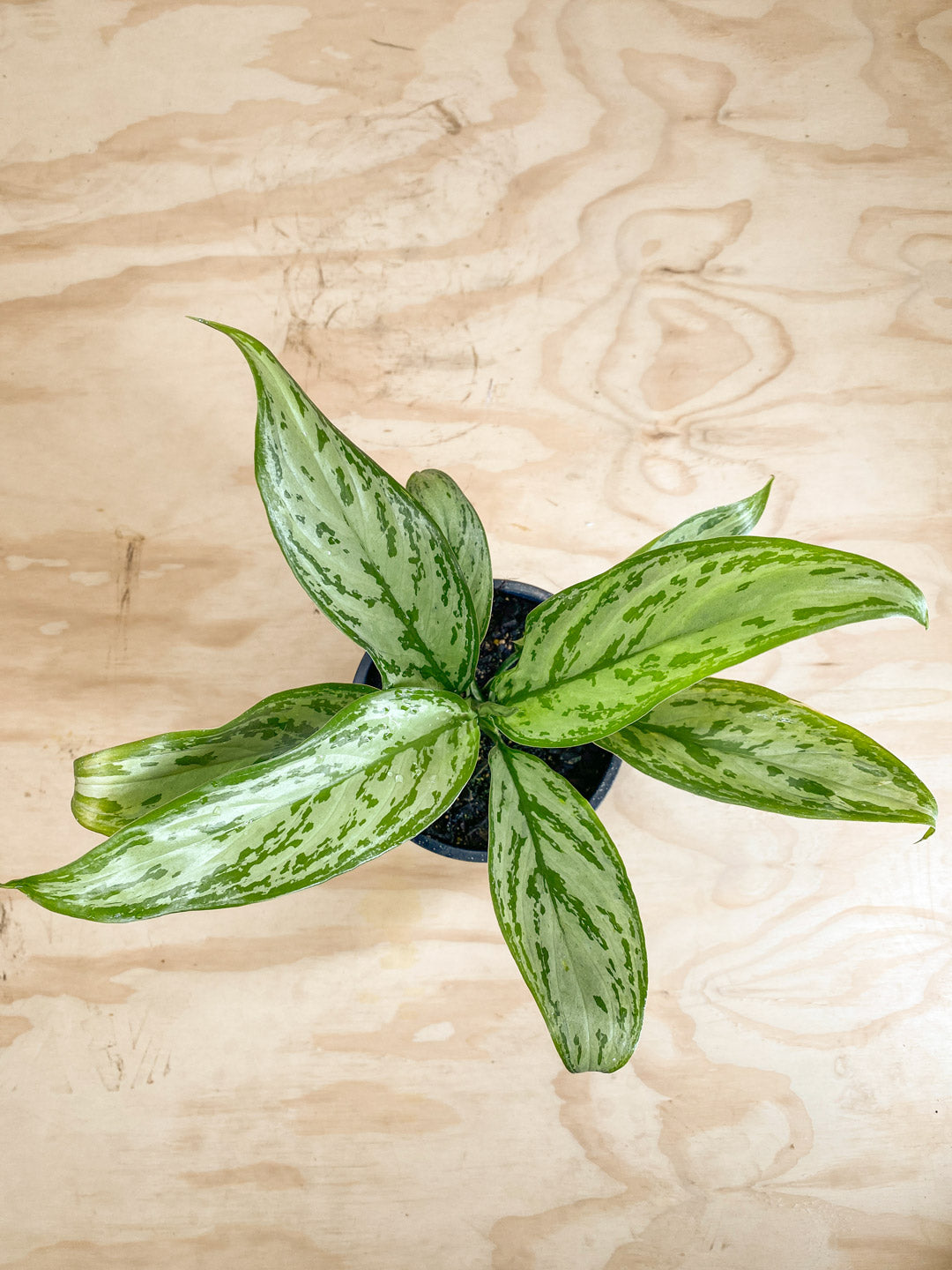 aglaonema nitidum silver bay Aglaonema nitidum