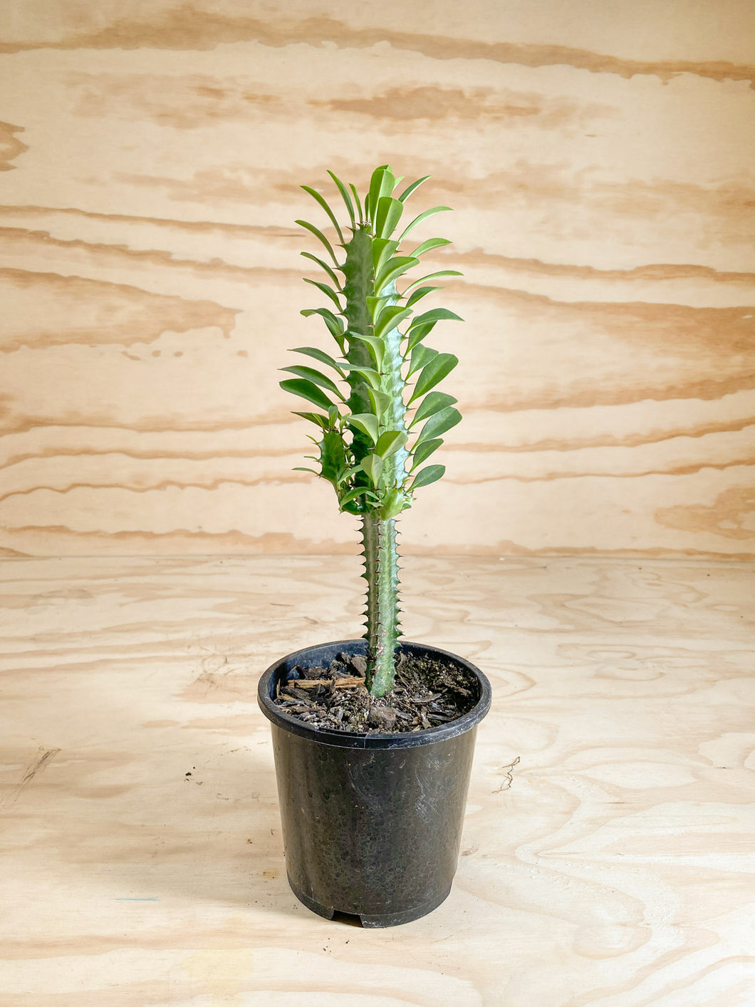 Euphorbia trigona - Castle Cactus - 14cm / 1L