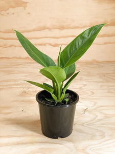 Philodendron Imperial Green