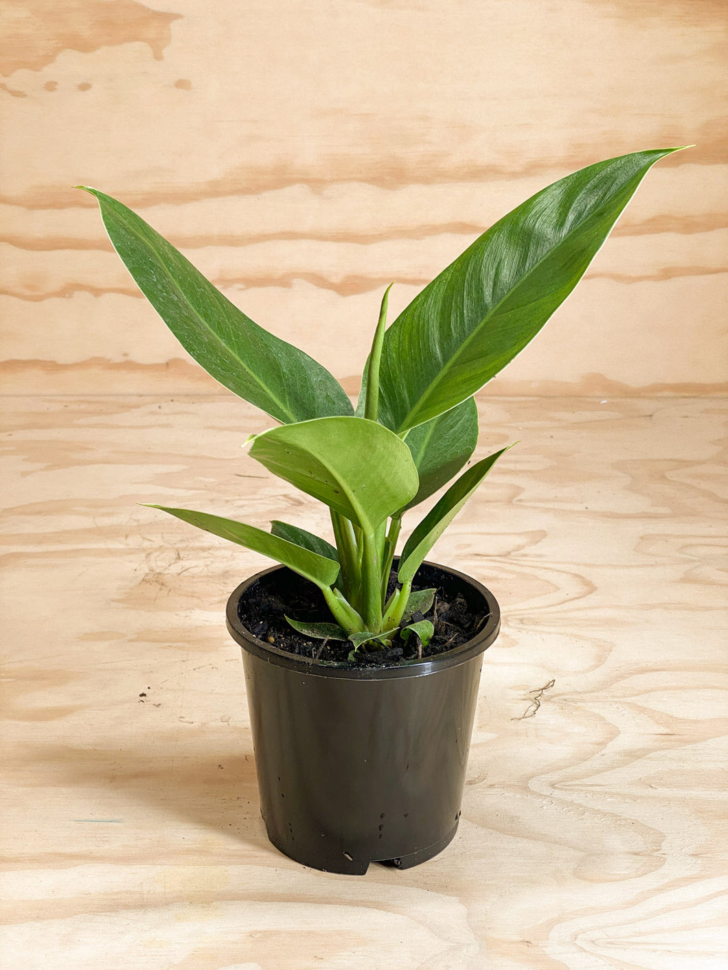 philodendron imperial green nz Philodendron Imperial Green – Live Décor