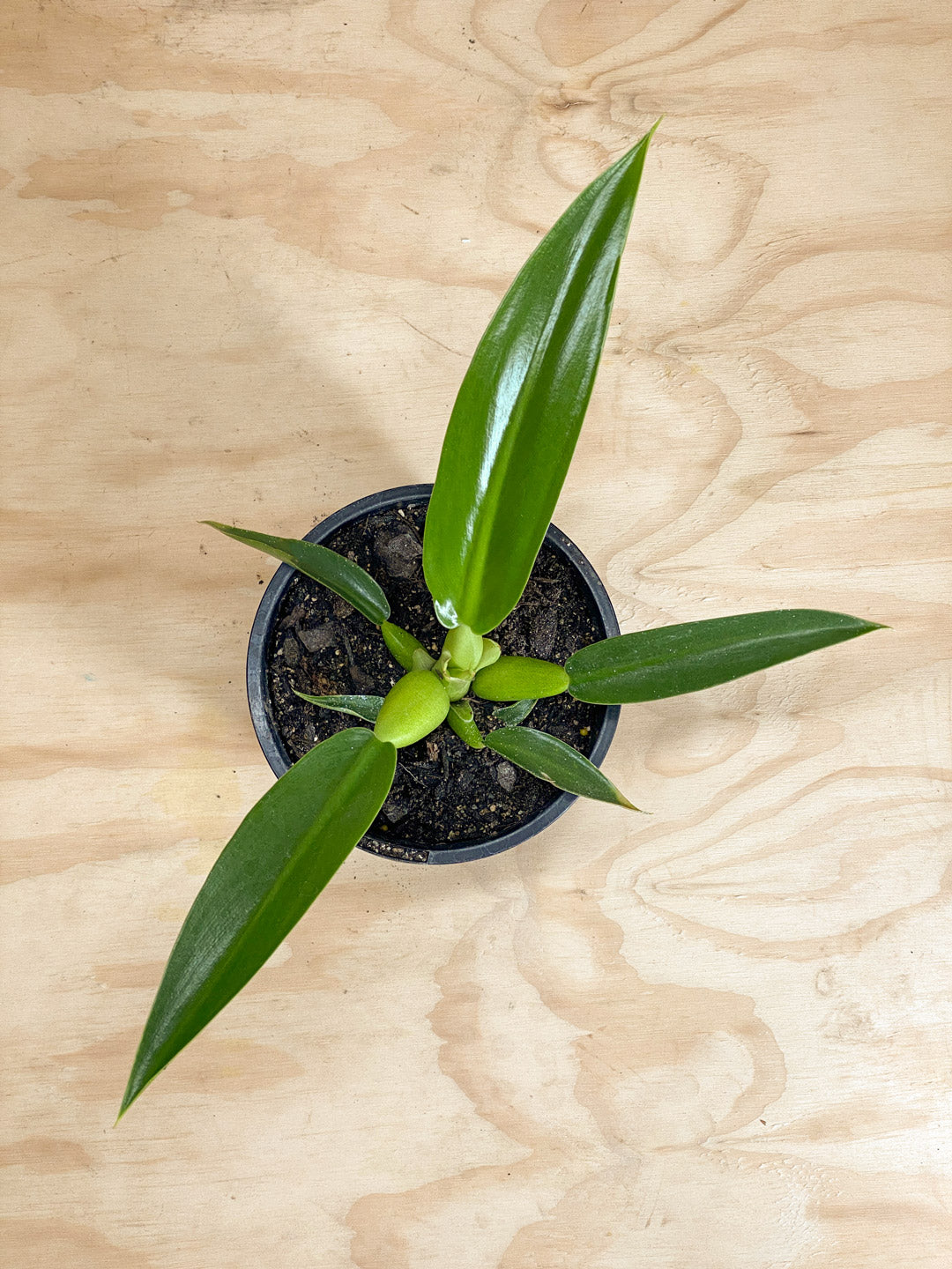 philodendron fat boy nz Philodendron martianum