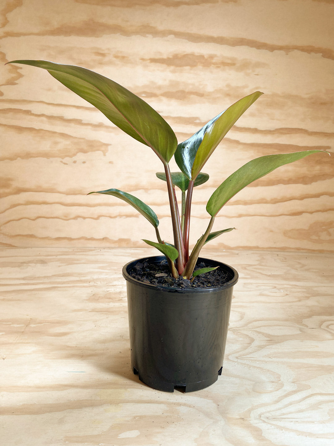 philodendron congo nz Philodendron Red Congo