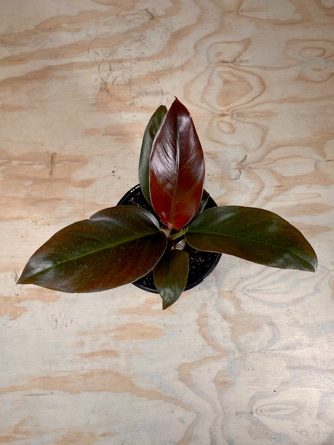 philodendron imperial red nz Philodendron Imperial Red – Live Décor