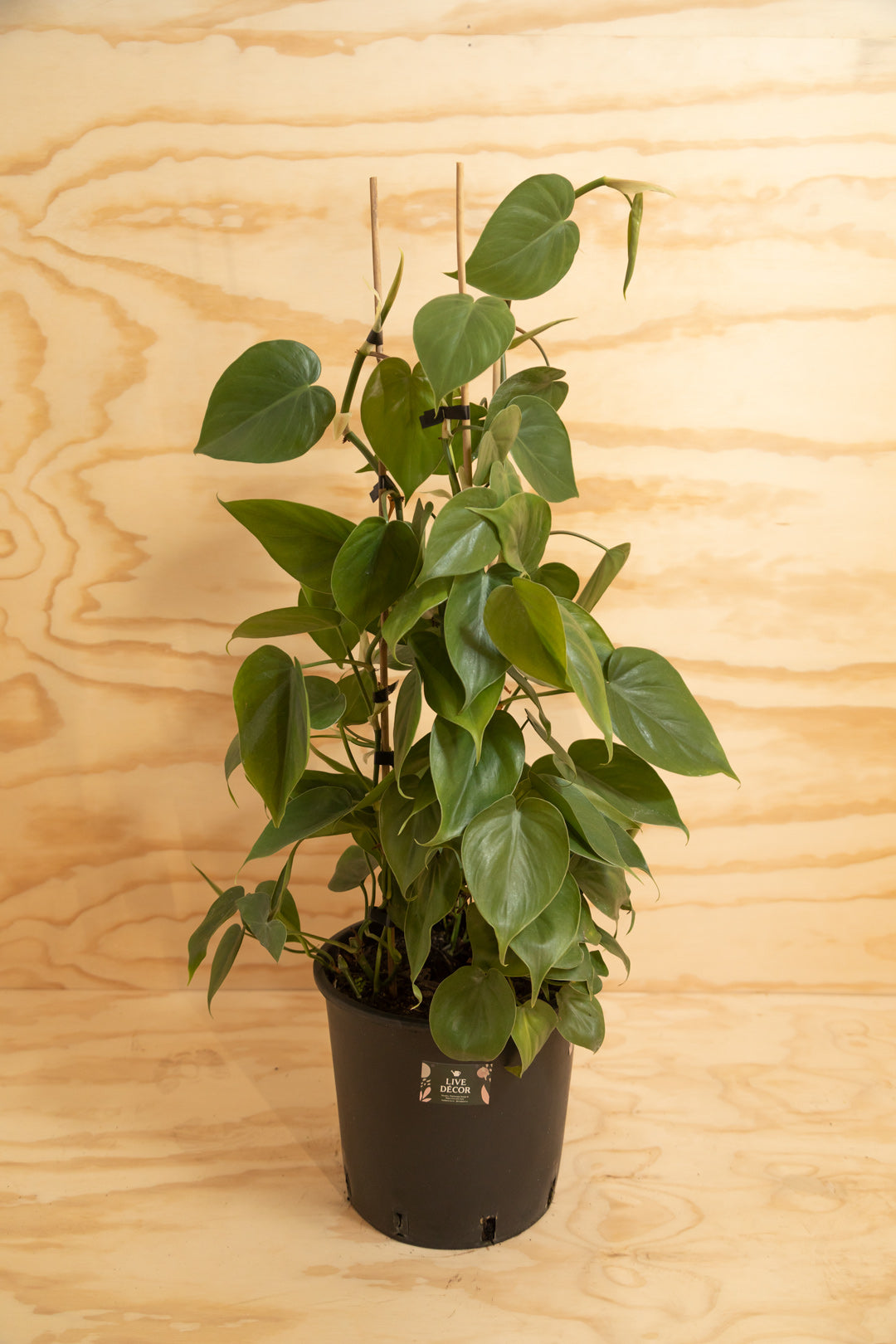 philodendron cordatum nz Heart-Leaf