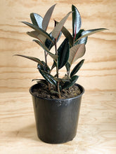 Load image into Gallery viewer, Black Knight Rubber Tree - Ficus elastica
