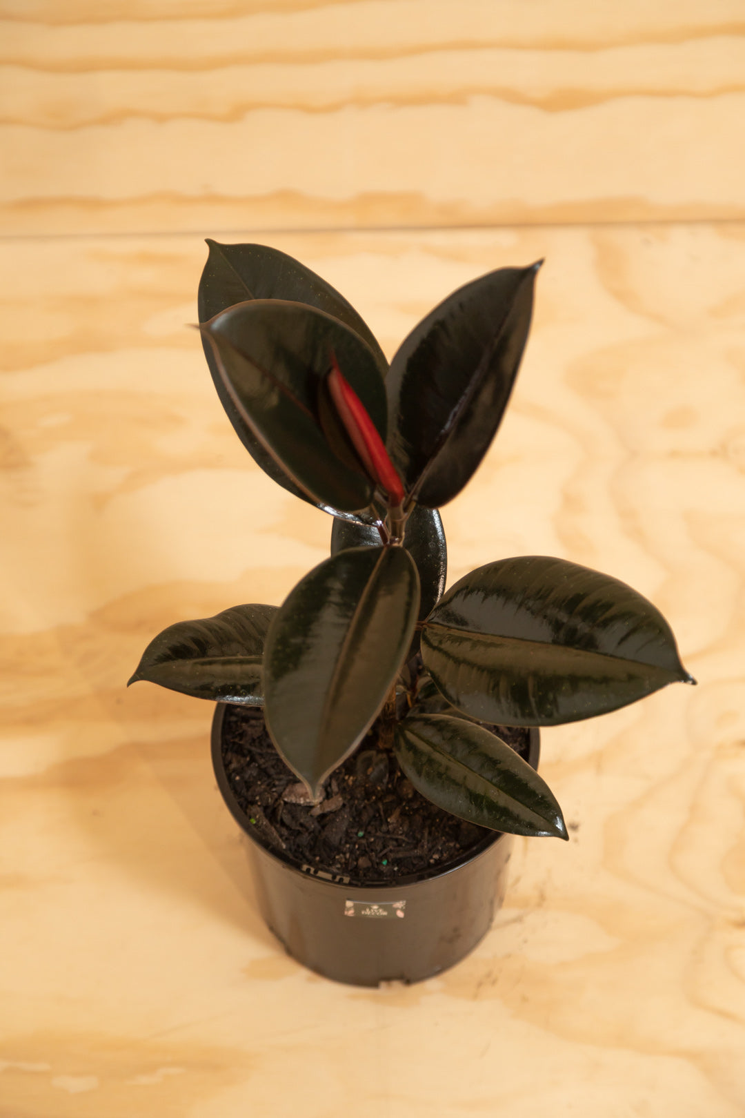 rubber tree black knight Black Knight Rubber Tree