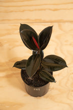 Load image into Gallery viewer, Black Knight Rubber Tree - Ficus elastica
