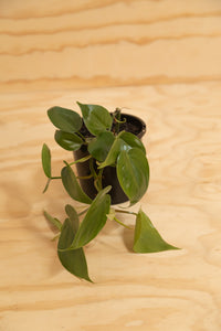 Heart-Leaf - Philodendron cordatum