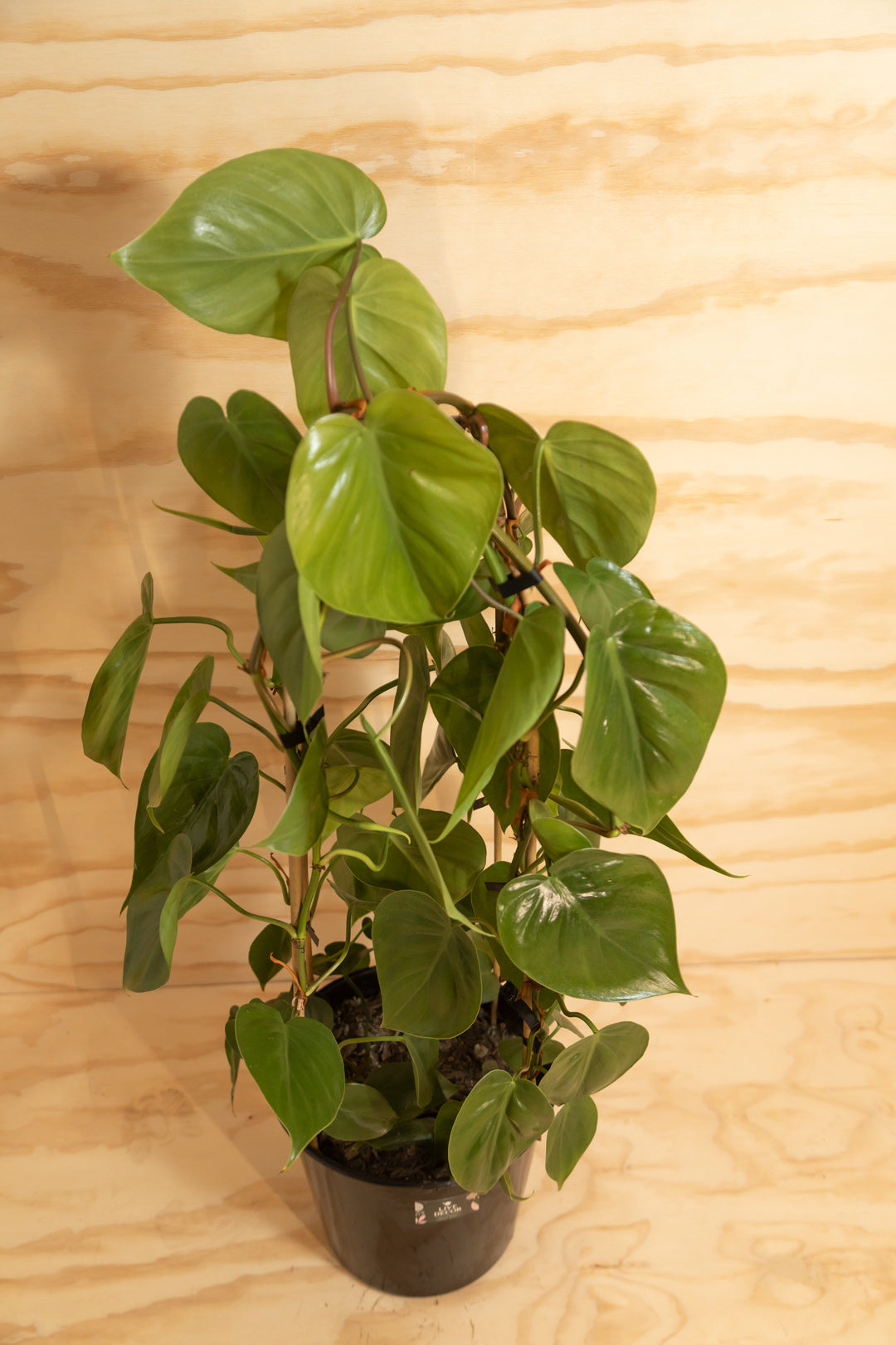 philodendron cordatum nz Heart-Leaf