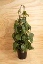 Load image into Gallery viewer, Heart-Leaf - Philodendron cordatum
