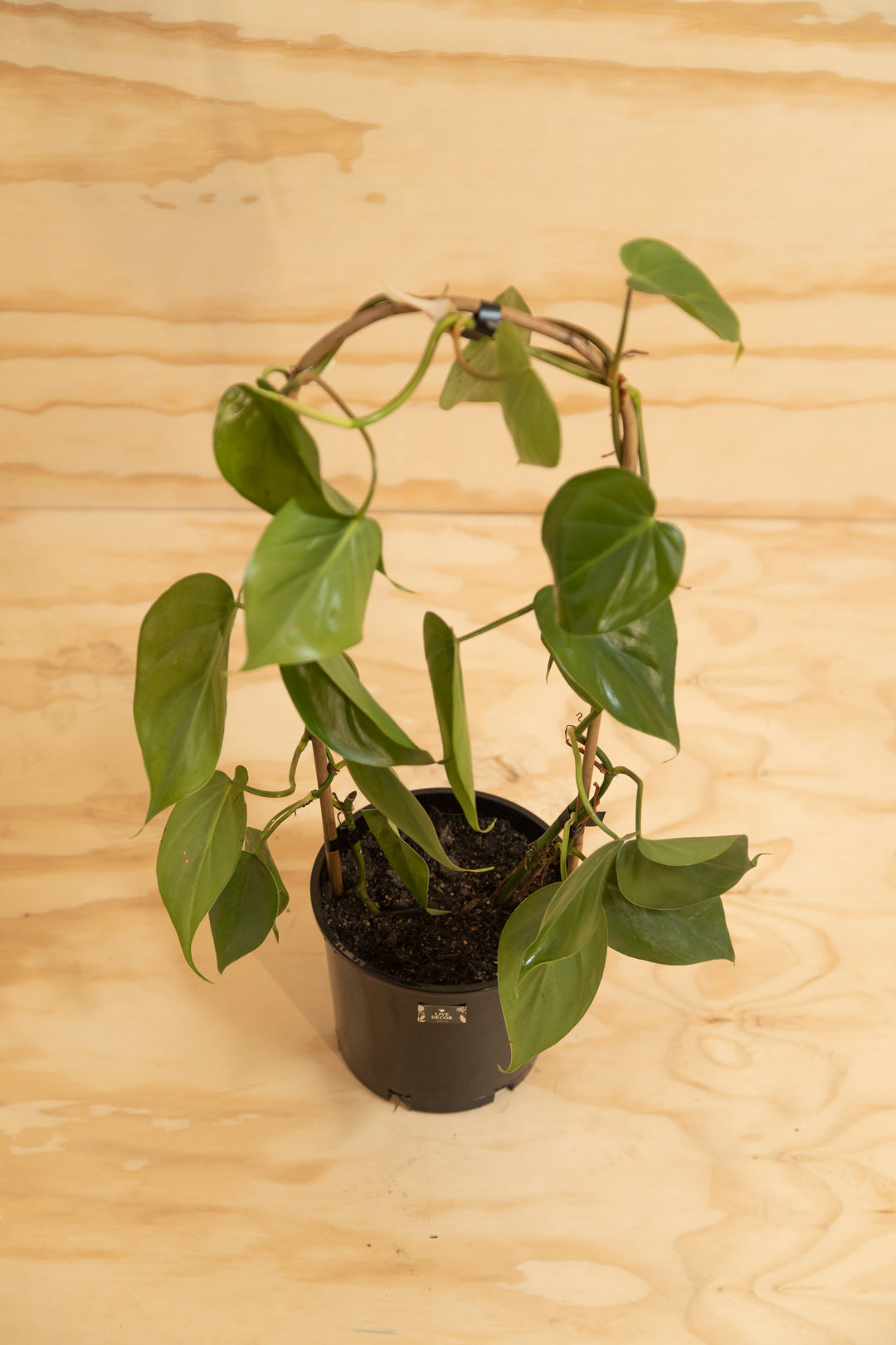 philodendron cordatum buy nz Heart-Leaf
