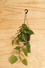 Load image into Gallery viewer, Heart-Leaf - Philodendron cordatum

