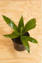 Load image into Gallery viewer, Janet Craig - Dracaena fragrans
