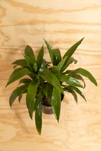 Load image into Gallery viewer, Janet Craig - Dracaena fragrans
