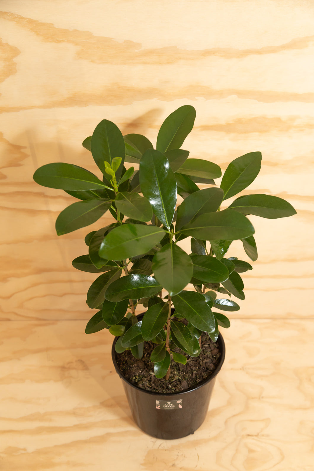 Karaka - Corynocarpus	laevigatus