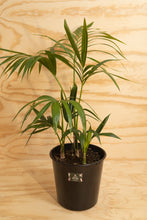 Load image into Gallery viewer, Kentia Palm - Howea forsteriana
