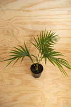 Load image into Gallery viewer, Kentia Palm - Howea forsteriana
