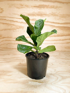 Fiddle-leaf Fig - Ficus lyrata