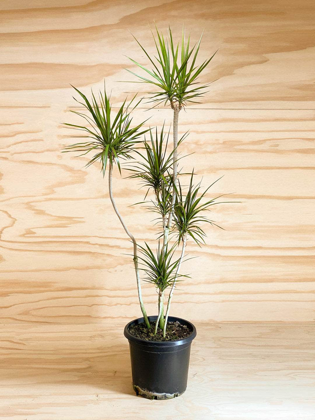 dracaena nz Dracaena marginata