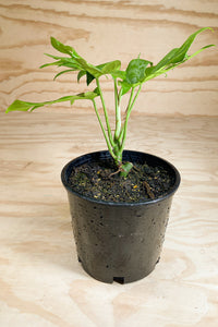 Rhaphidophora tetrasperma - Mini Monstera - Philodendron Minima
