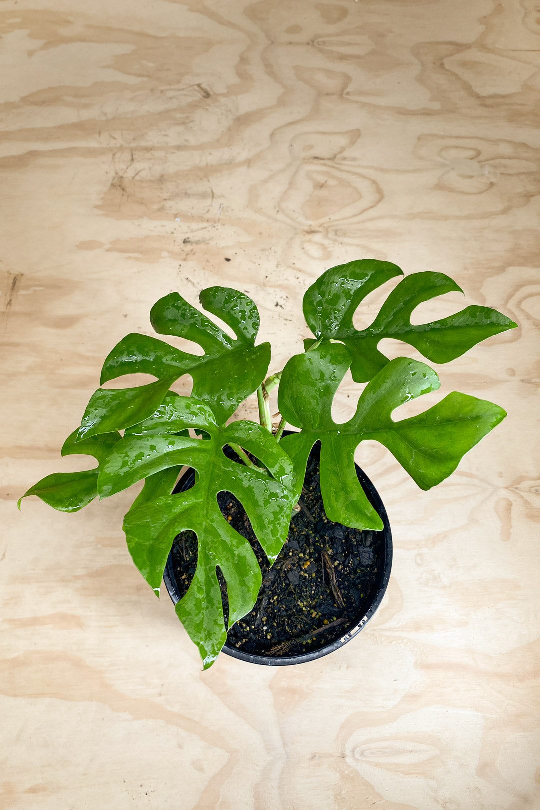 philodendron minima nz Rhaphidophora tetrasperma - Mini Monstera