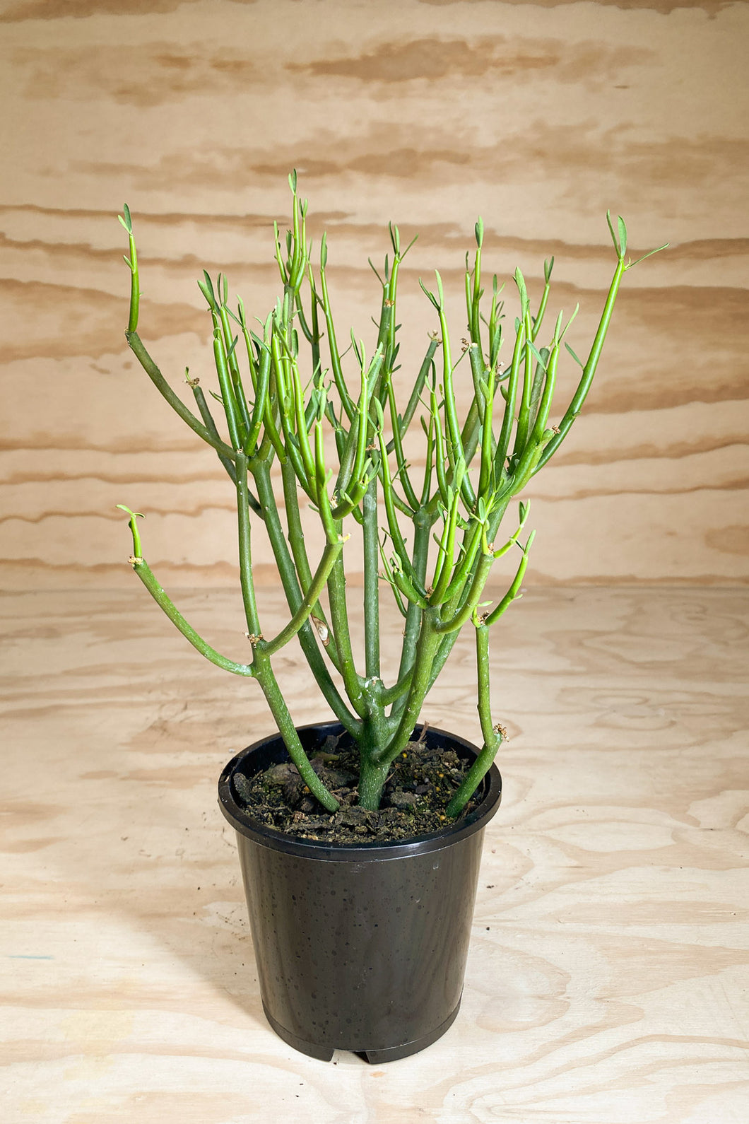 Euphorbia tirucalli - Pencil Cactus - 14cm / 1L