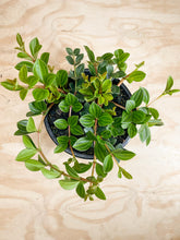 Load image into Gallery viewer, Peperomia angulata 2l / 17cm
