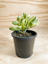 Load image into Gallery viewer, Peperomia obtusifolia variegata
