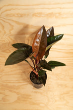 Load image into Gallery viewer, Philodendron Red Congo
