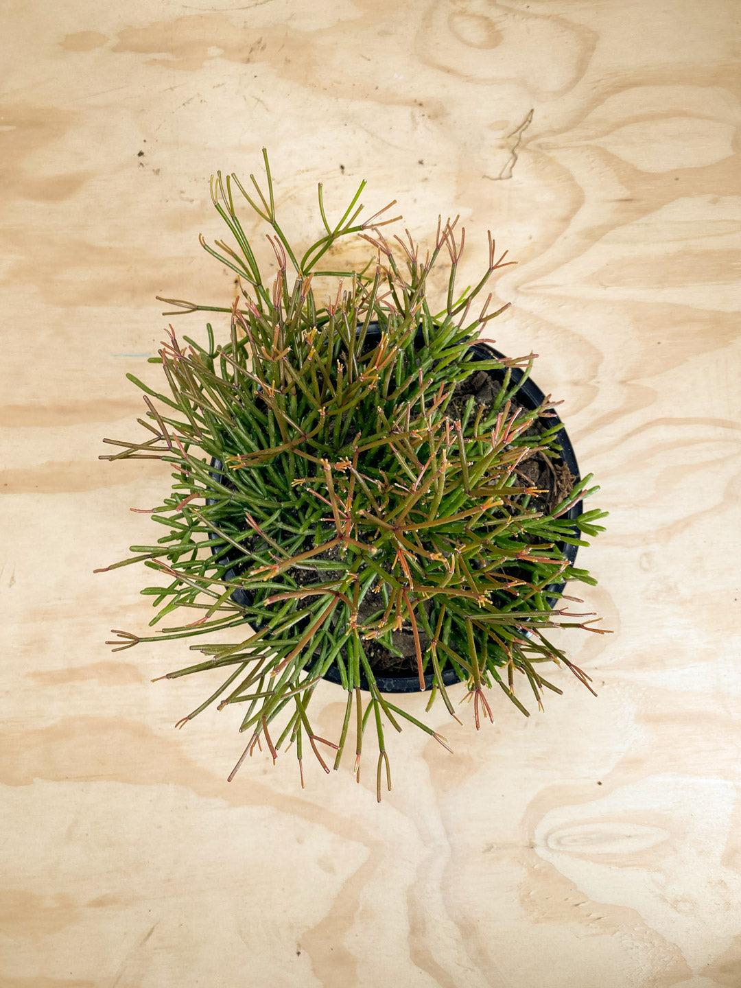 old man's beard plant indoors Rhipsalis capilliformis