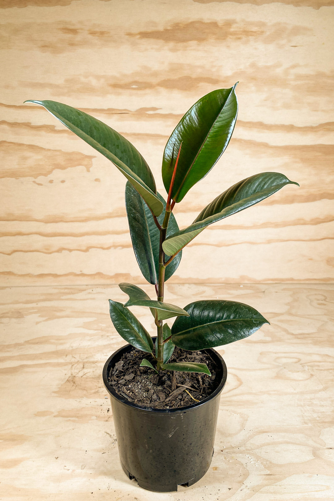 rubber tree nz Robusta Rubber Tree