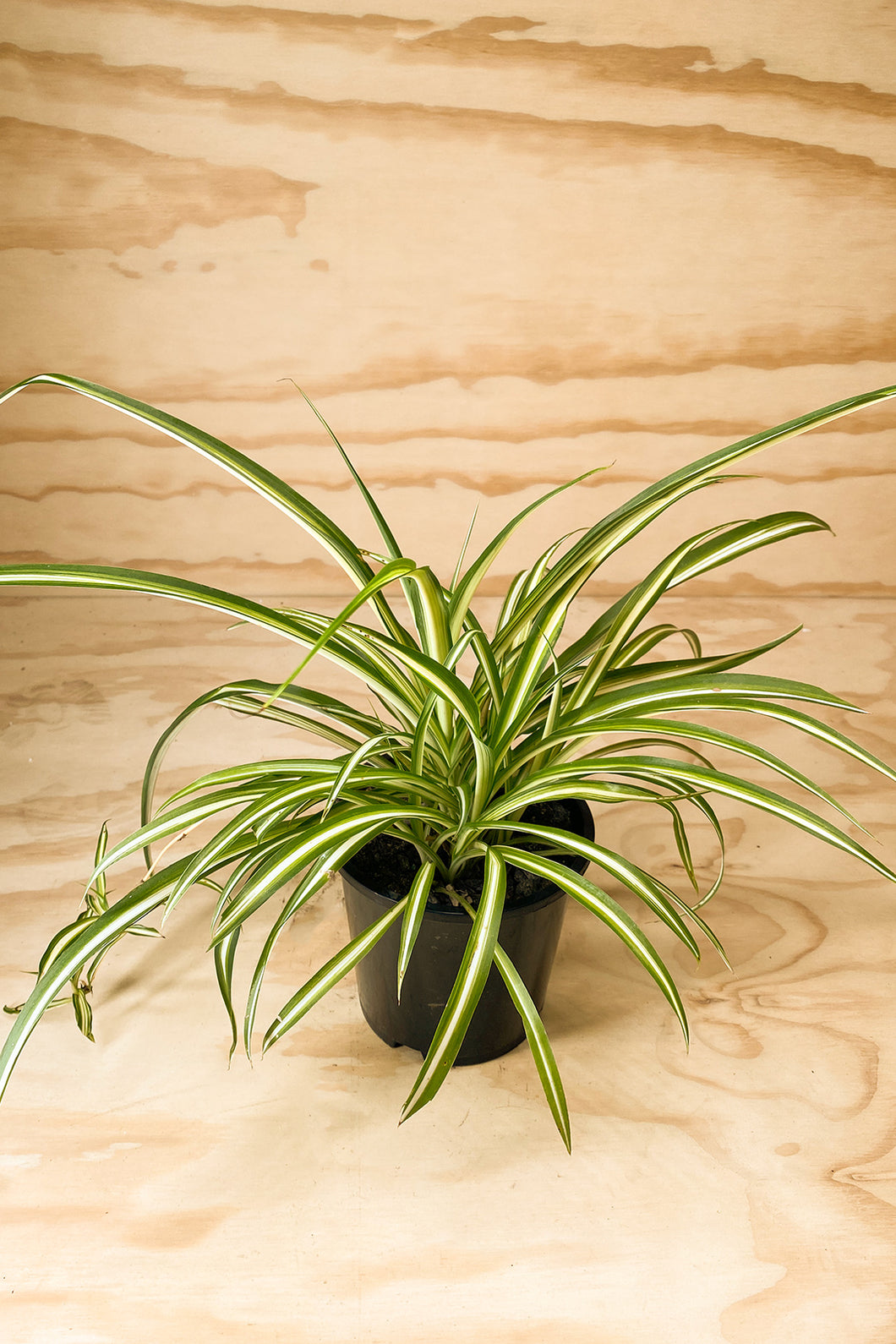 spider plant nz Chlorophytum Comosum