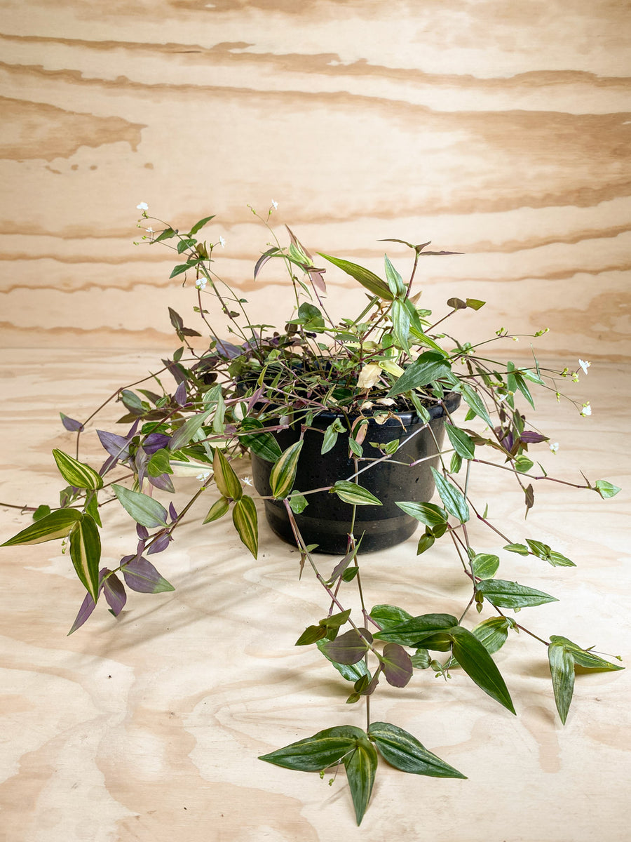 Variegated Bridal Veil - Tradescantia multiflora variegata – Live Décor