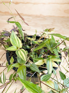 Variegated Bridal Veil - Tradescantia multiflora variegata